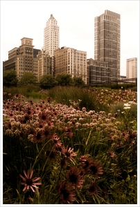Chicago skyline seen through Lurie garden